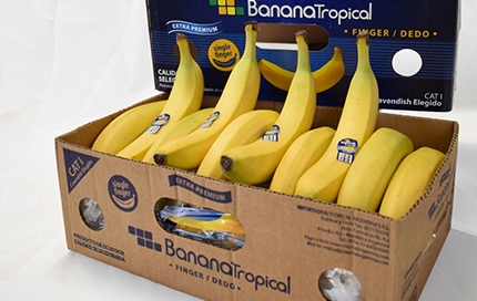 tropical-argentina-banana-dedo-caja-pc